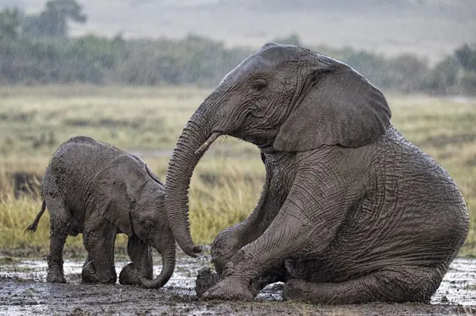 African Elephant (Loxodonta africana) mother and calf in rain, wallowing in mud. Maasai Mara, Kenya, Africa. September.