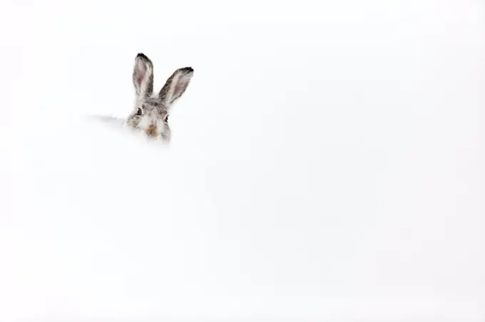 Mountain hare (Lepus timidus) resting in snow hole, Scotland, UK, February.