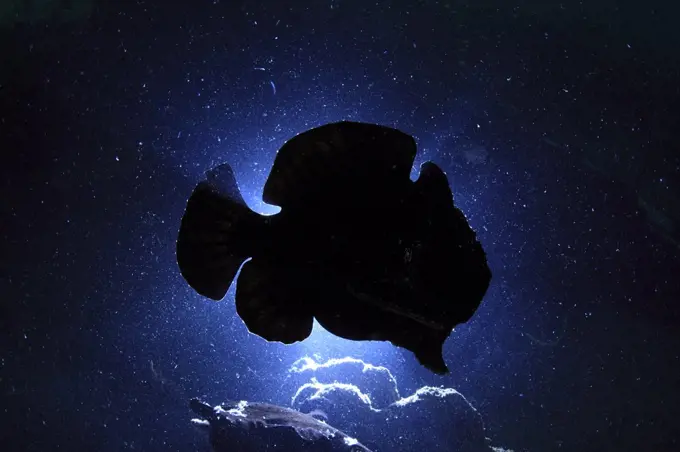 Giant frogfish (Antennarius commersoni) silhouetted against sea surface from below, Ambon, Indonesia.