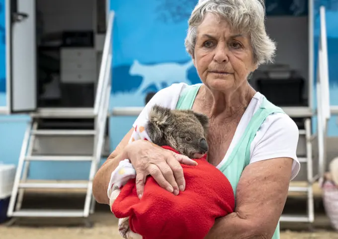 Wildlife rescuer and carer Lorna King leaves the mobile wildlife triage centre at Bairnsdale holding here male koala (Phascolarctos cinereus) named River'. River was brought in for a health check during the bushfires in December 2019. He suffered one small burn under his chin that was healing well. Bairnsdale, Victoria, Australia. January 2020. Editorial use only.