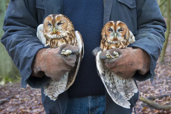 Tawny owls (Stix aluco) two held during bird ringing session. Part of a 60 year long-term study to monitor raptor nests in a 3,400 hectare area of coastal dunes. Near Amsterdam, The Netherlands. February 2016. Editorial use only.