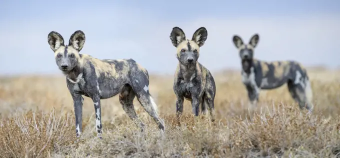 African painted dogs (Lycaon pictus) outside den, Engusoro Plain, Ngorongoro Conservation Area (NCA) / Serengeti. Tanzania.