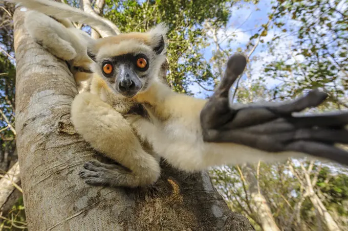 Golden-crowned or Tattersall's sifaka (Propithecus tattersalli), forests near the village of Andranotsimaty, near Daraina, northern Madagascar.