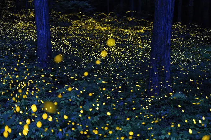 Fireflies (Luciola parvula himebotaru) flashing at night for courtship and reproduction. Gifu, Japan. Composite image