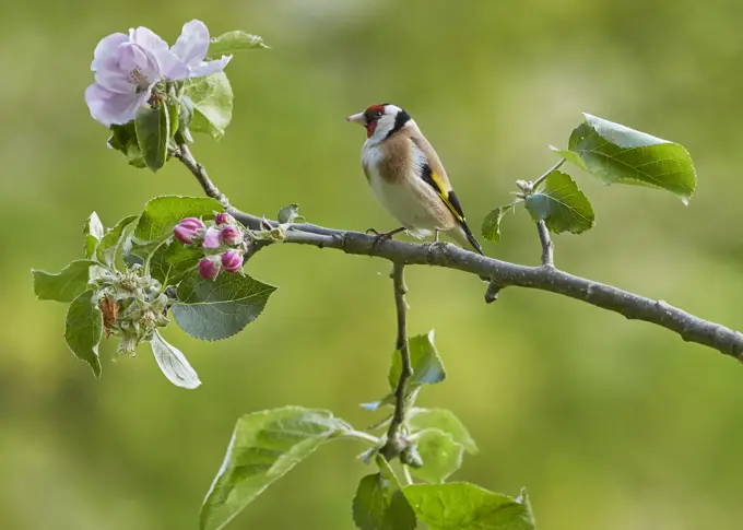 Goldfinch (Carduelis carduelis) perched on a branch with spring blossom and buds, Sussex, UK. April.