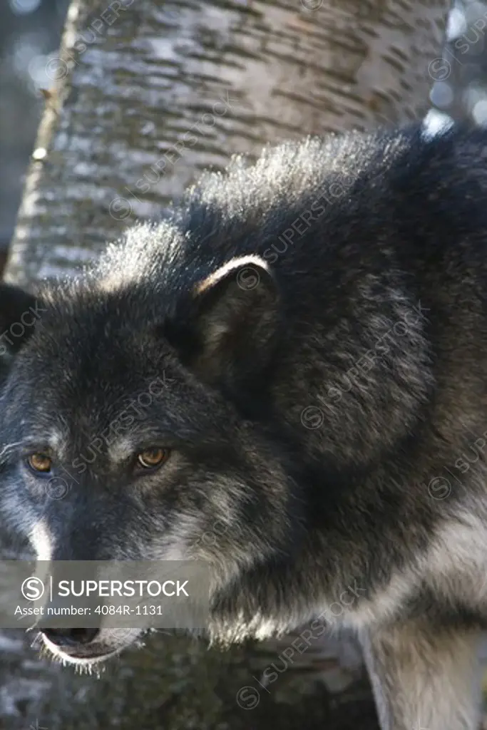 Wolf Portrait, Kalispell, Montana, USA