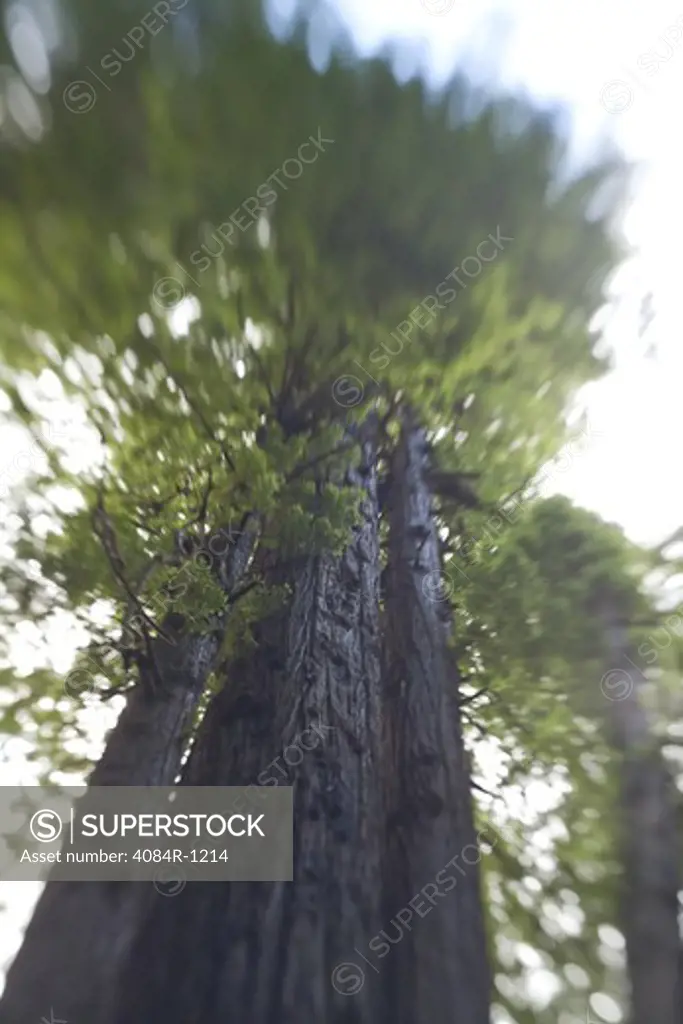 Redwood Tree, Selective Focus, Low Angle View, Redwood National Park, California, USA