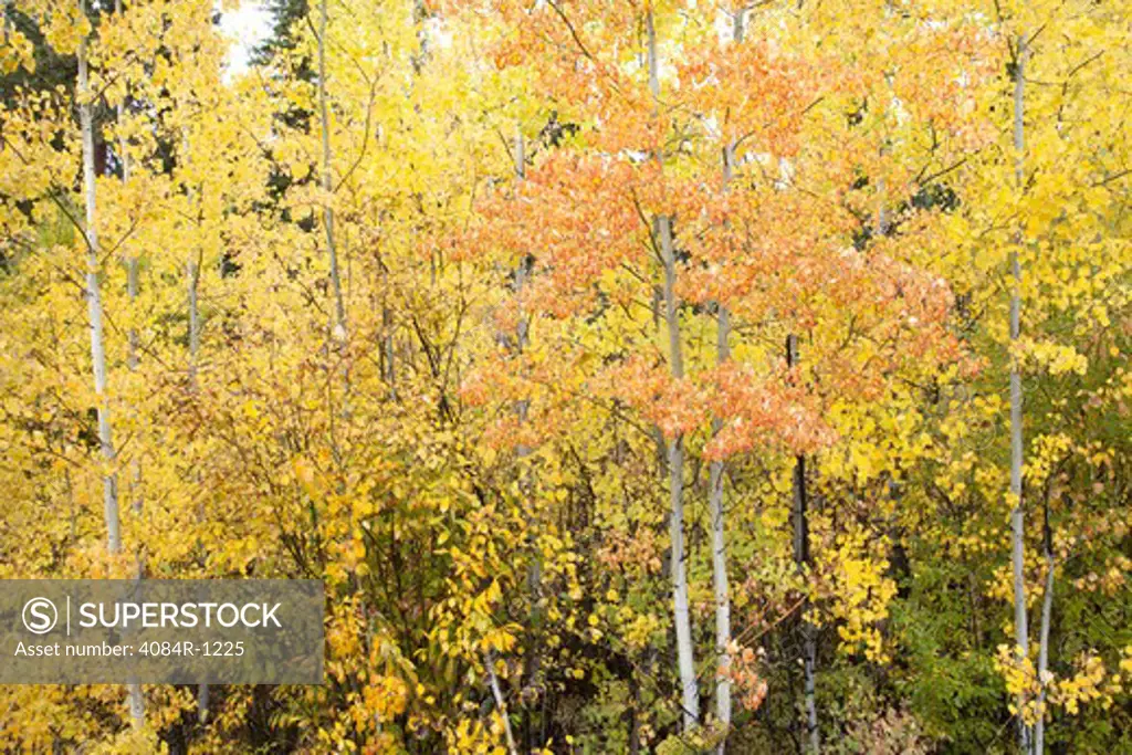 Orange and Yellow Foliage on Aspen Trees, Montana, USA