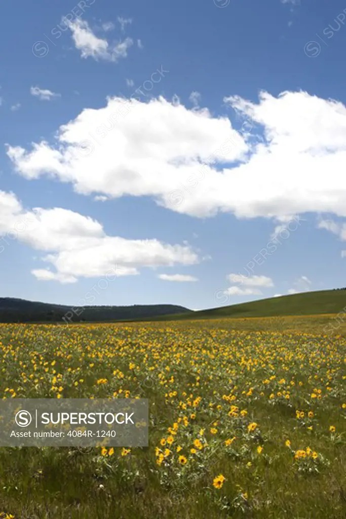 Field of Yellow Wildflowers, Idaho, USA