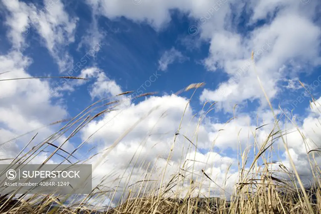 Tall Grasses Against Blue Sky and Clouds, Low Angle View, Idaho, USA