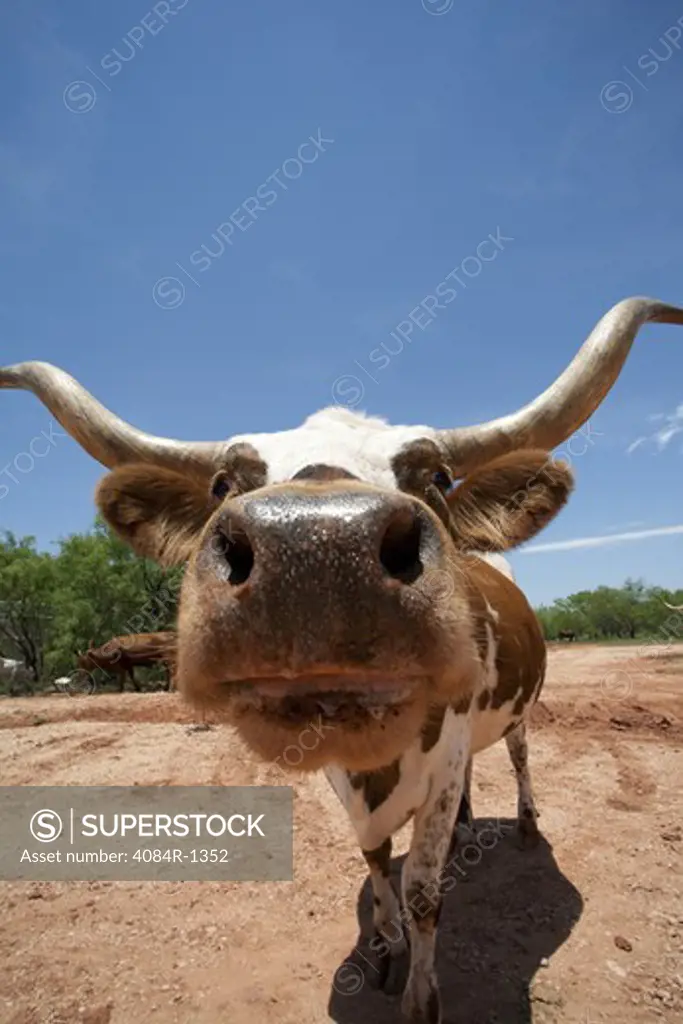 Longhorn Cow Portrait, Close-Up