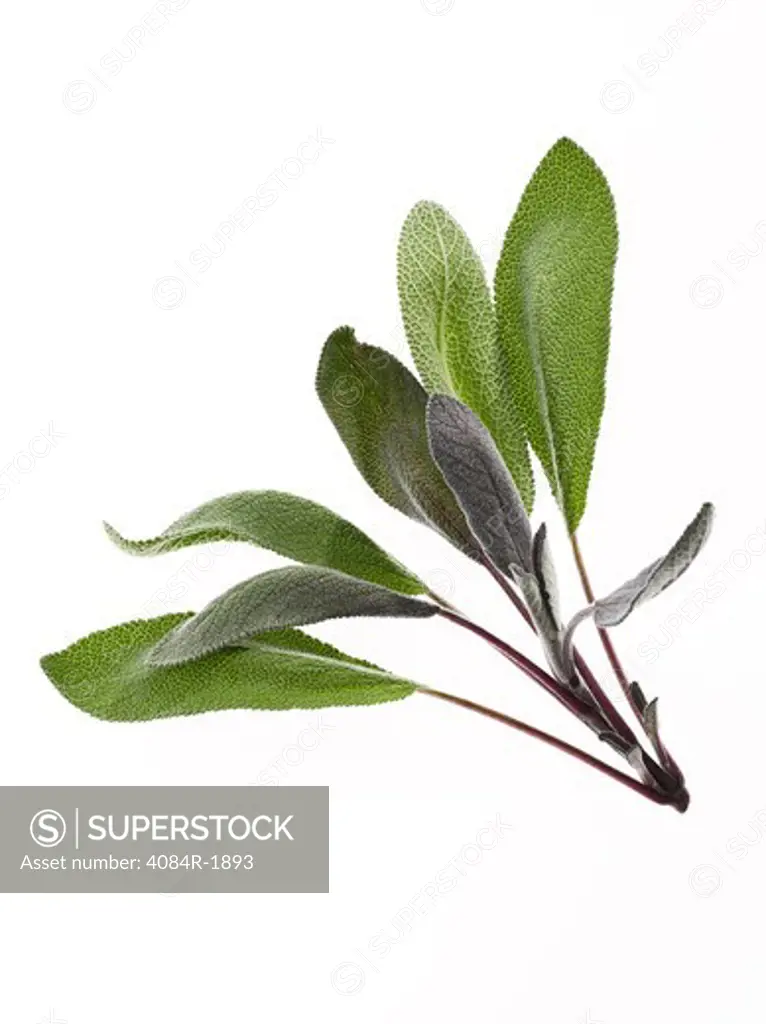 Sprig of Fresh Sage Herb