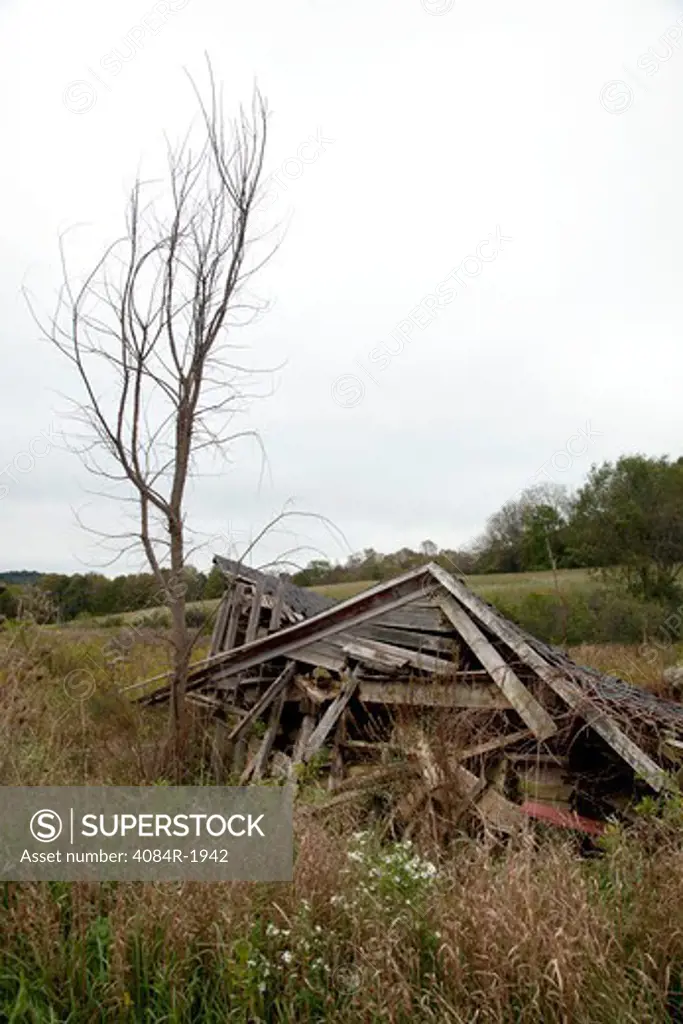 Collapsed Shack Next to Dead Tree