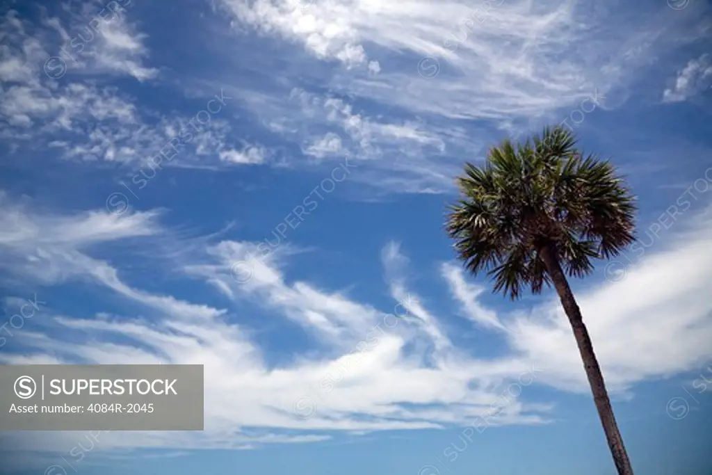 Palm Tree Against Clouds and Blue Sky, Low Angle View, Florida, USA