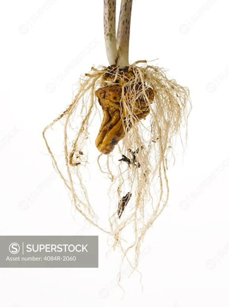 Konjak Root and Stem