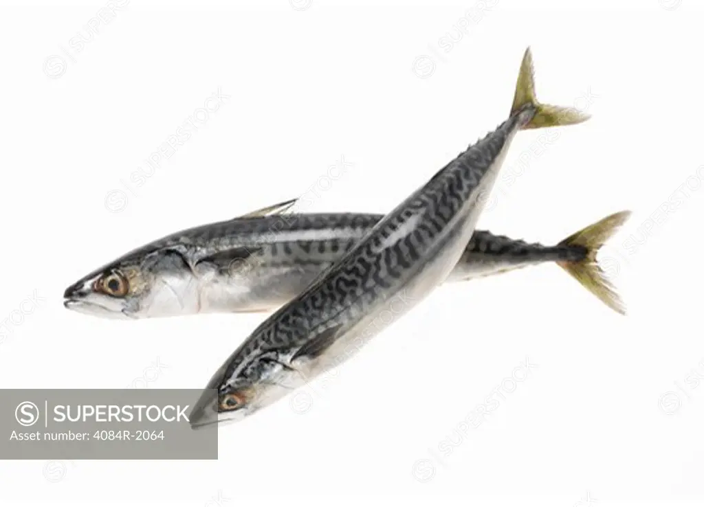 Two Mackerel
