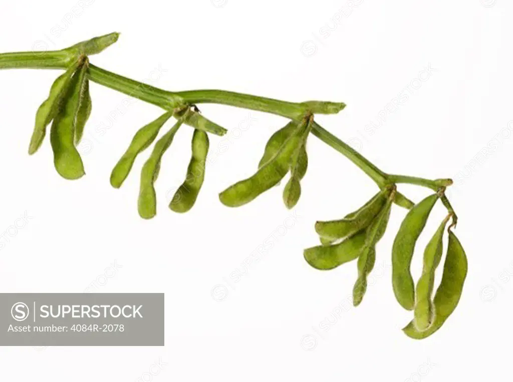 Soybean Pods Hanging on Branch