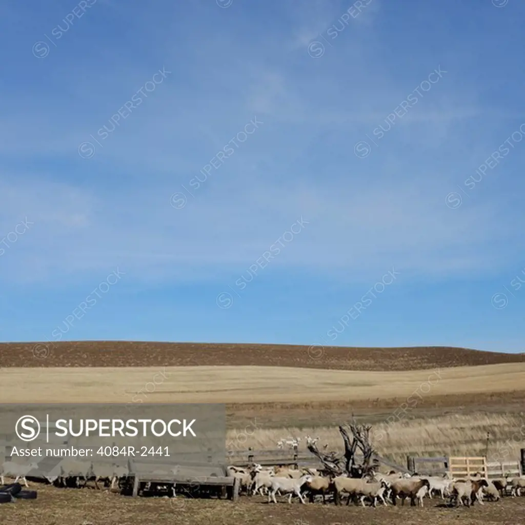 Sheep in Pen with Large Field in Background