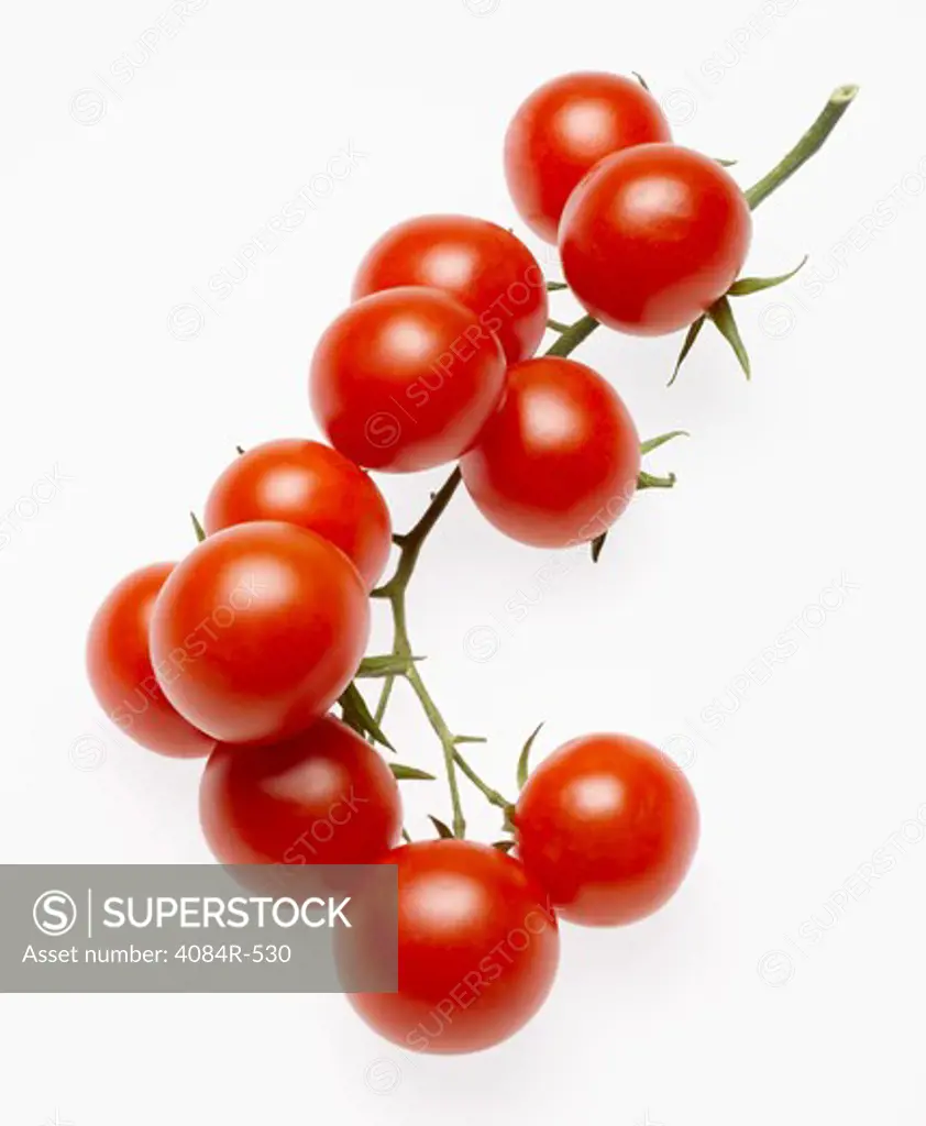 Stem of Several Cherry Tomatoes on Vine