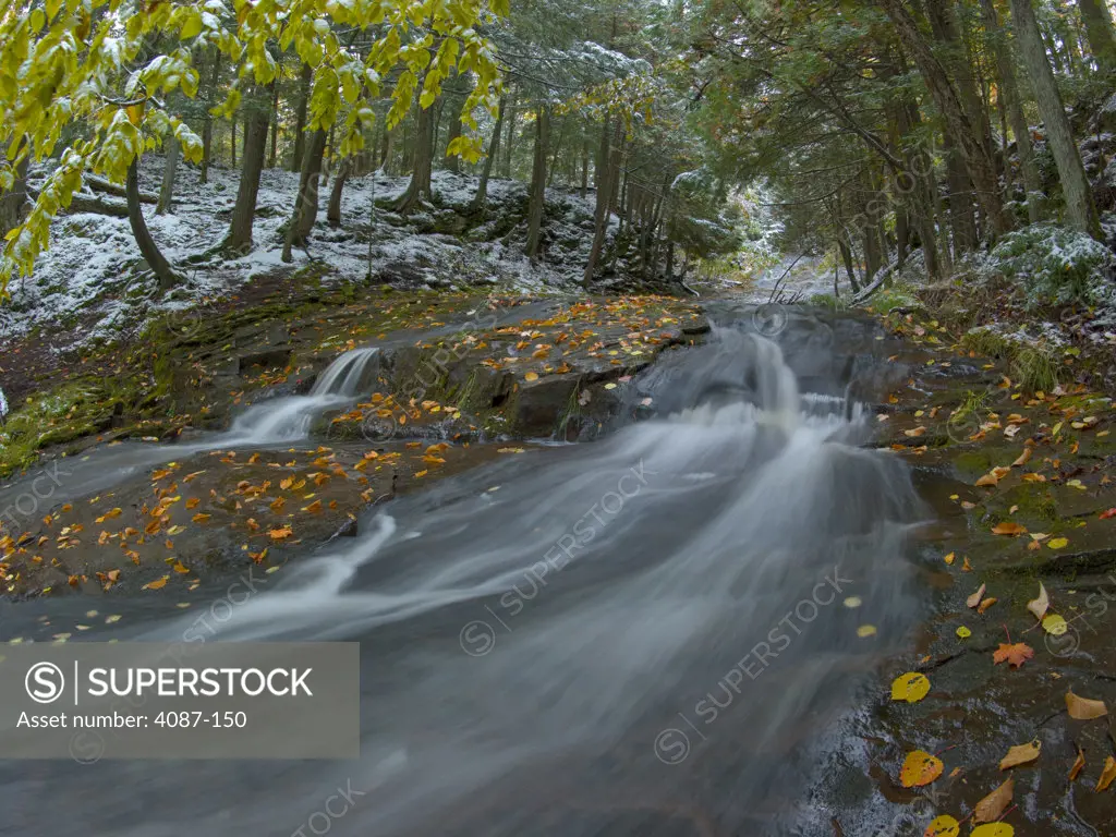 Stream flowing through a forest, Porcupine Mountains Wilderness State Park, Ontonagon, Michigan, USA