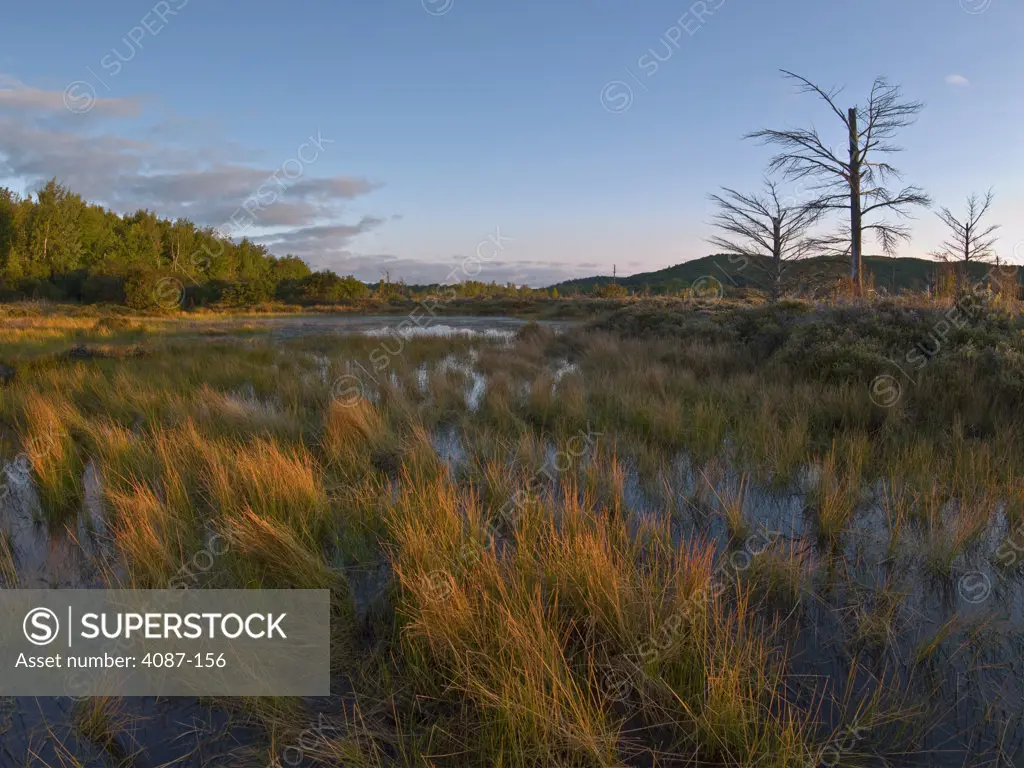 Reeds in a swamp, Kelderhouse Swamp, Leelanau County, Michigan, USA