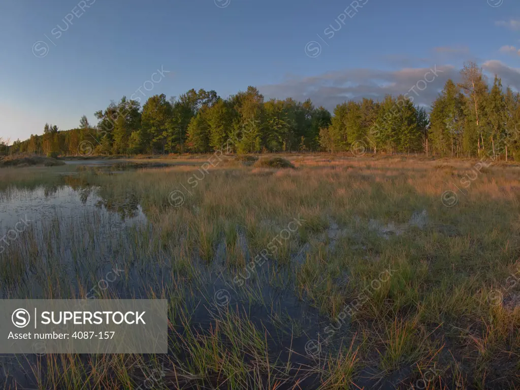 Swamp in a forest, Kelderhouse Swamp, Leelanau County, Michigan, USA