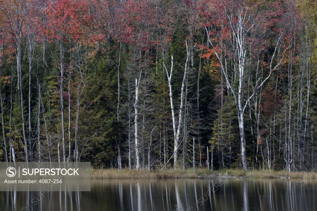 Trees at the lakeside, Council Lake, Munising, Michigan, USA