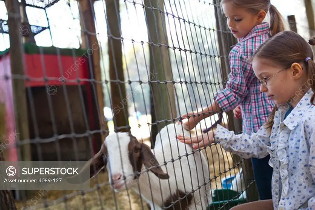 Two children at a petting zoo