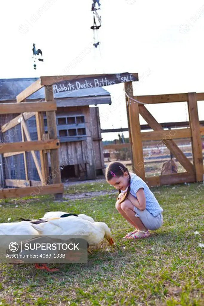 Girl feeding ducks in a farm