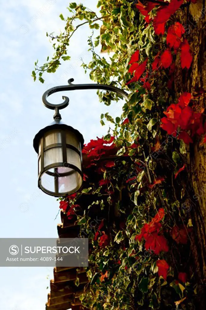 Lantern with bougainvillea flowers, France