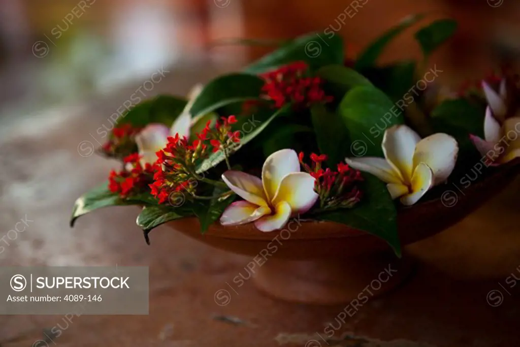 Close-up of Frangipani flowers in a terracotta bowl, Mexico