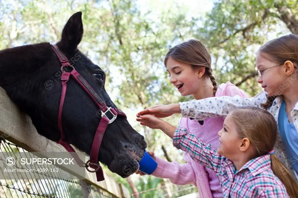 Three girls feeding a horse at petting zoo