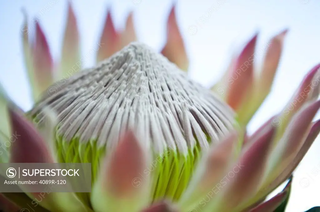 Close-up of a water lily flower