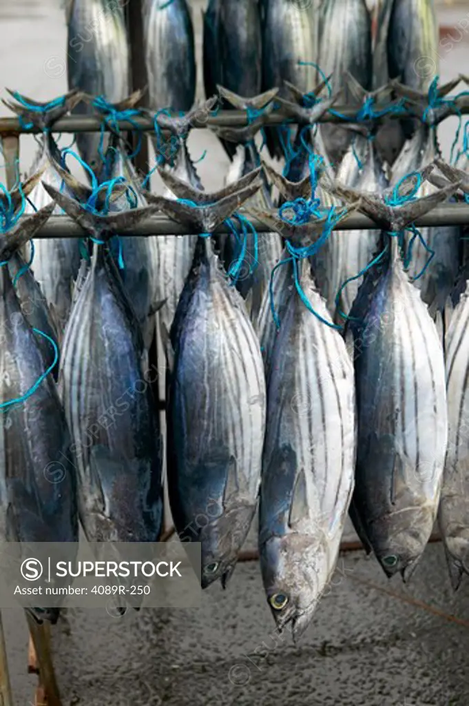 Pacific Bonitoes hanging at an outdoor fish market, Tahiti, French Polynesia