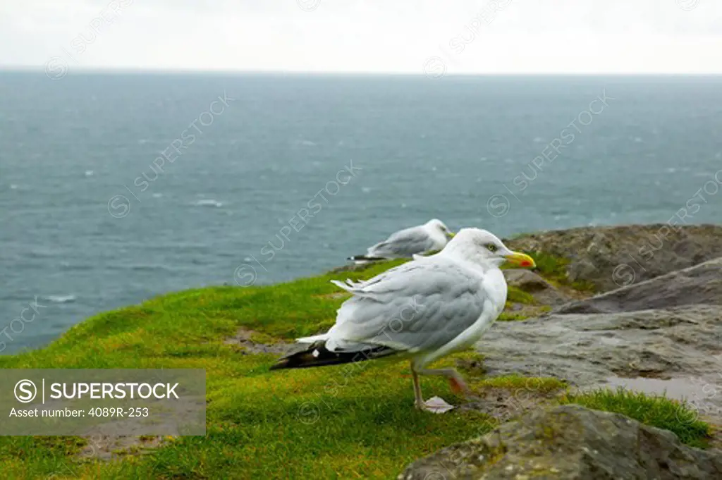 Herring gulls (Larus argentatus) perching on a cliff, Dingle Peninsula, Republic of Ireland