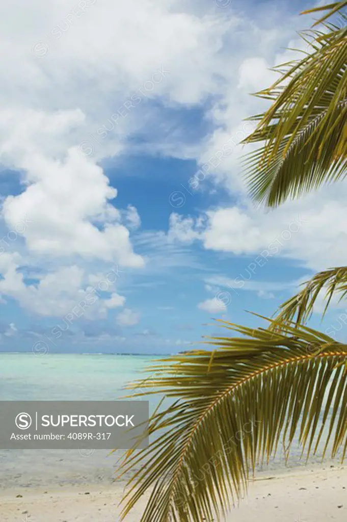 French Polynesia, Society Islands, Leeward Islands, Bora Bora, Palm tree on beach