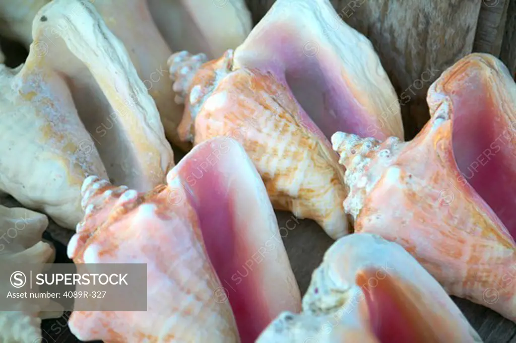 Mexico, Conch shells