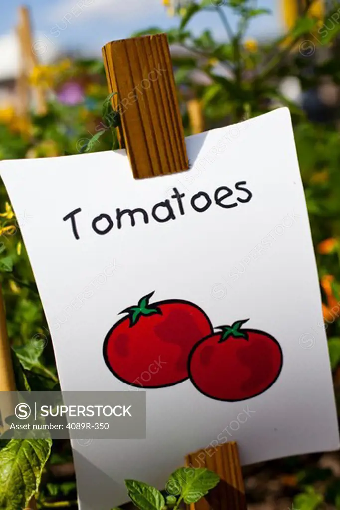Tomato sign in vegetable garden, close up