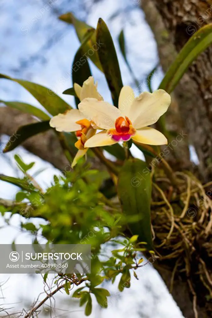 Close-up of a Dendrobium orchid hanging on a branch