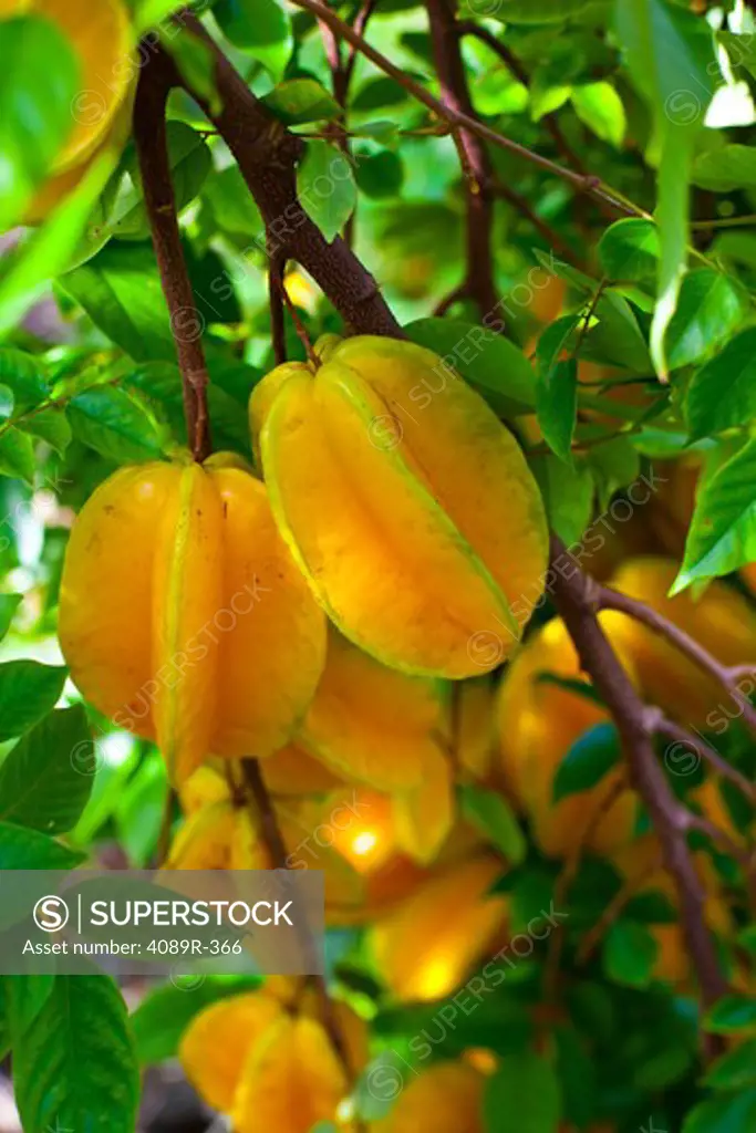 Carambola star fruit growing in orchard, close-up