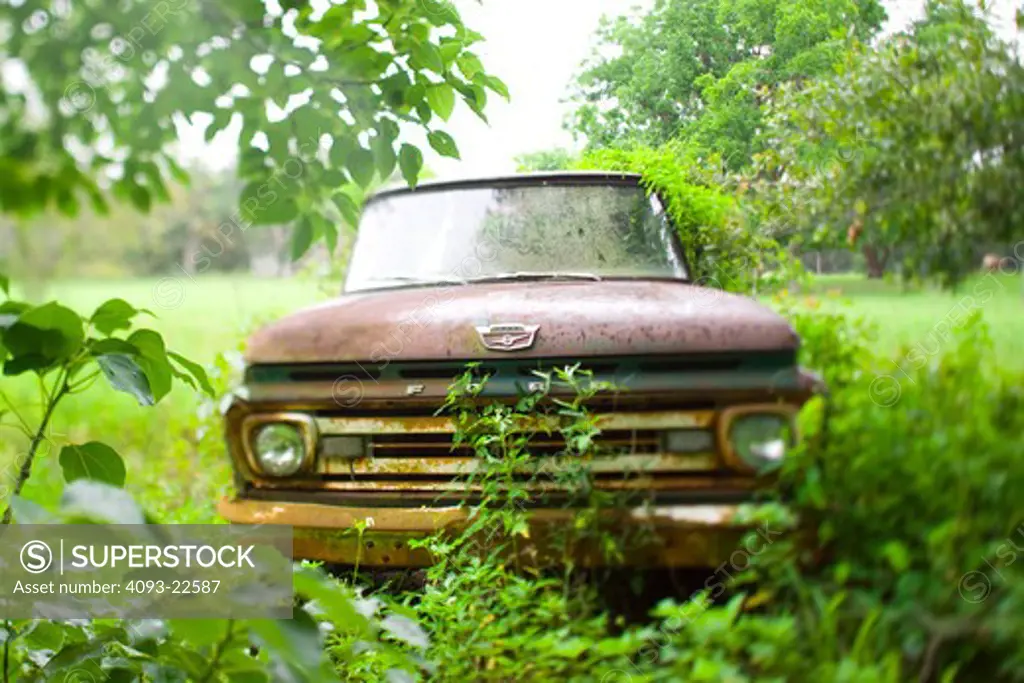 1950's 1950 Chevrolet Pick up truck puckup left in fiield trees overgrown abandon truck