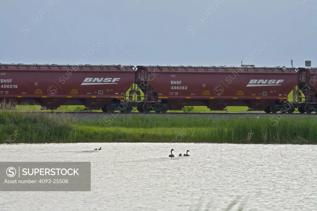 2005 BNSF Covered hopper railroad cars rolling past pond, side view