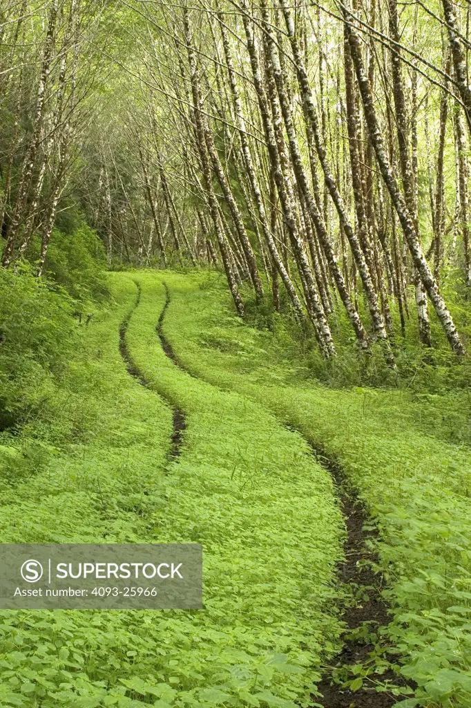 small dirt road overgrown with trees on each side tire trails in grass clovers