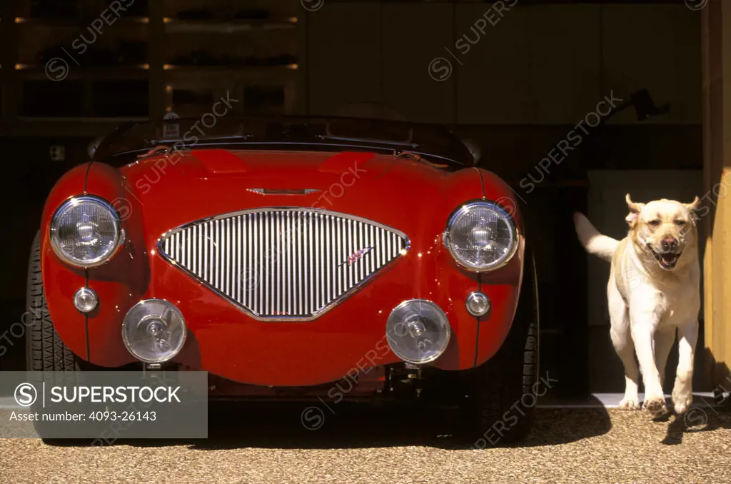 austin-healey 100 1954 old style classic nose outside garage shade running dog