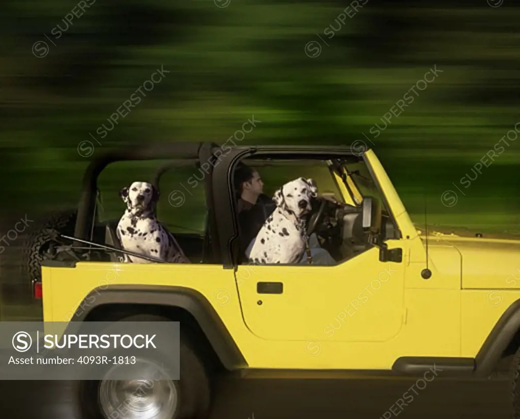 Two Dalmation dogs riding in 2005 yellow Jeep Wrangler with man driving.