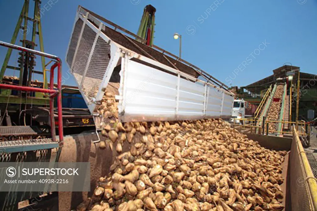 Sugar beets are being dumped from a truck trailer on to a conveyer belt at the Holly Sugar plant in Brawley, California.