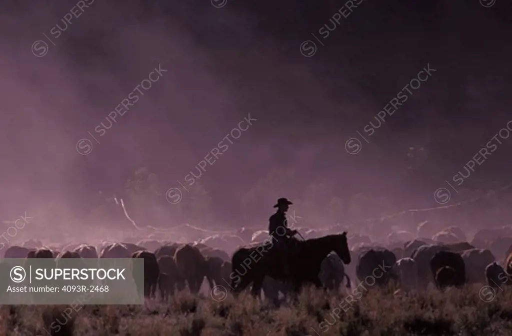 horse cowboy cattle drive silhouette dust field nostalgia