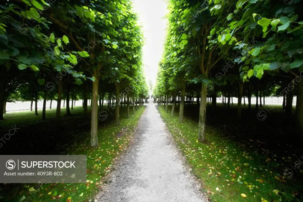 Rows of trees with a path down the center