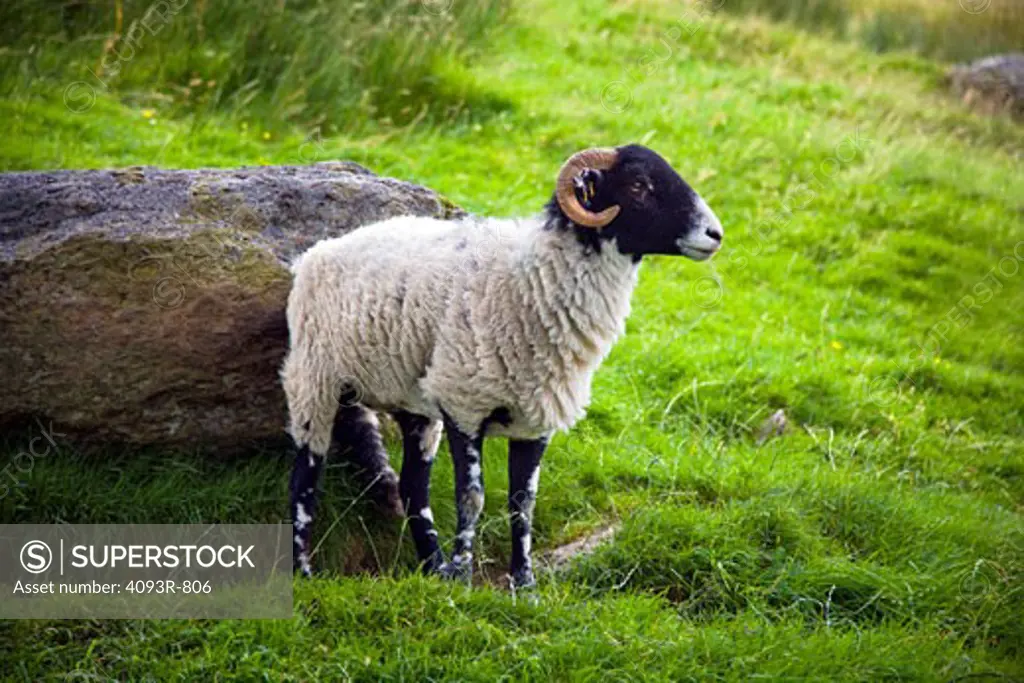 Ram sheep in a grass field