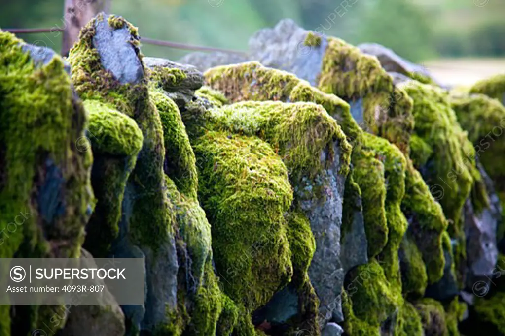 moss on dry stone wall